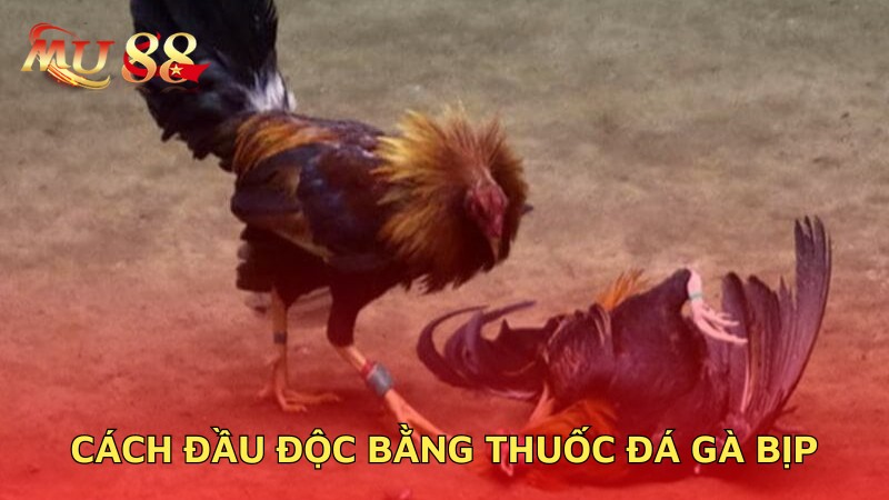 Cách đầu độc bằng thuốc đá gà bịp