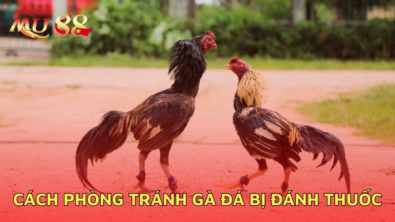 Cách phòng tránh gà đá bị đánh thuốc