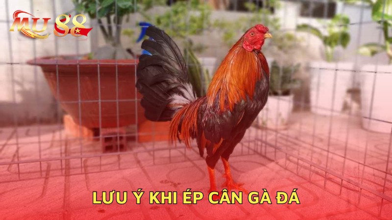 Lưu ý khi ép cân gà đá