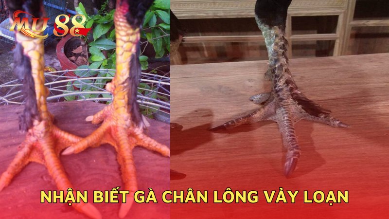 Nhận biết chân lông vảy loạn