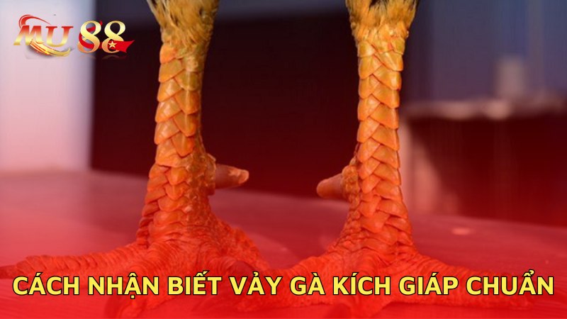 Cách nhận biết vảy kích giáp chuẩn