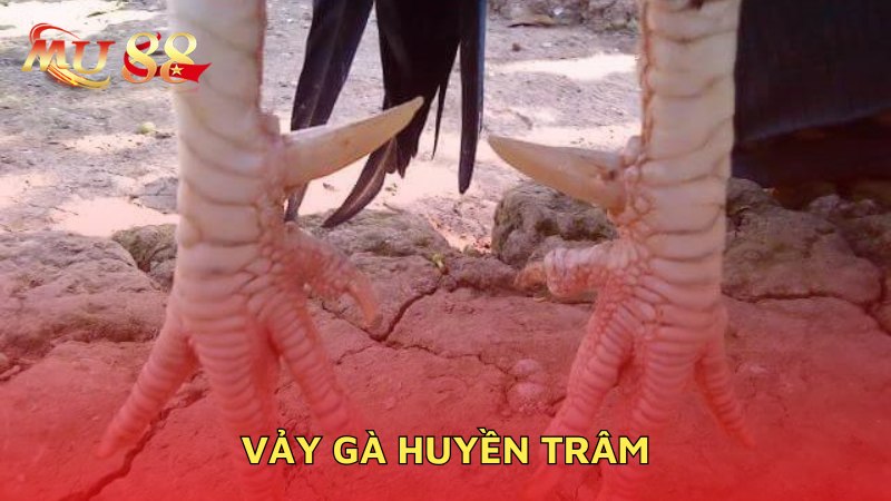 Vảy gà huyền trâm