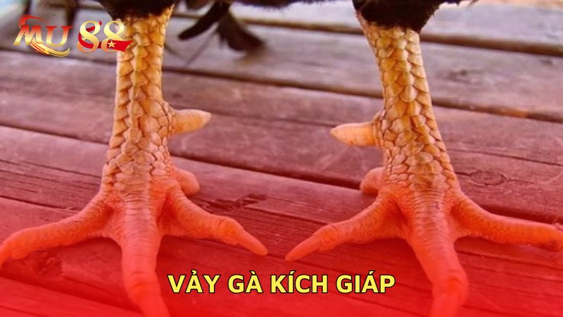 Vảy gà kích giáp