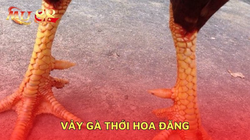 Vảy gà thới hoa đăng